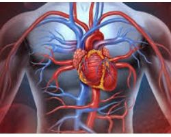 DA COSA È FORMATO IL CUORE